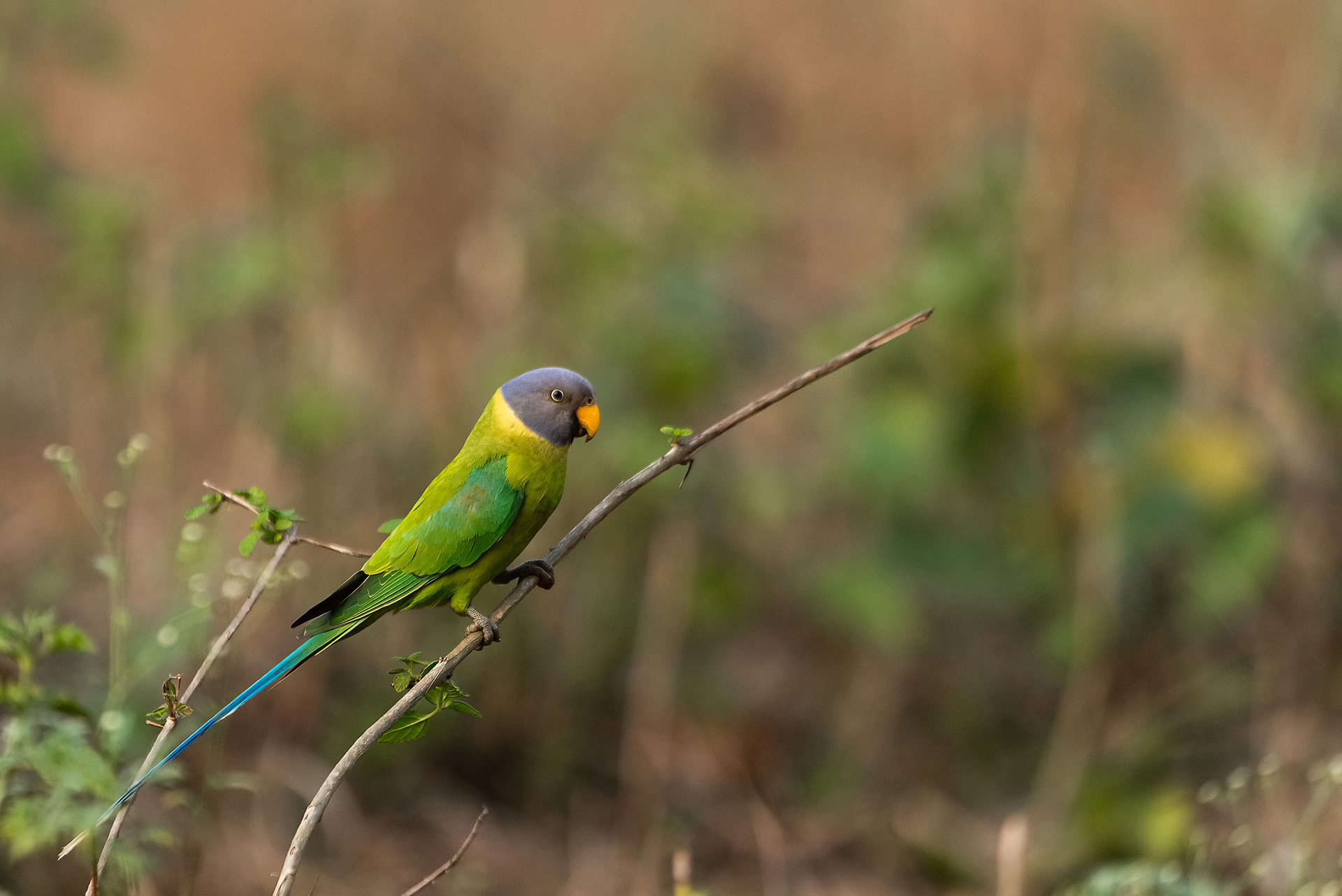 Ele_CA11292-Edit.jpg