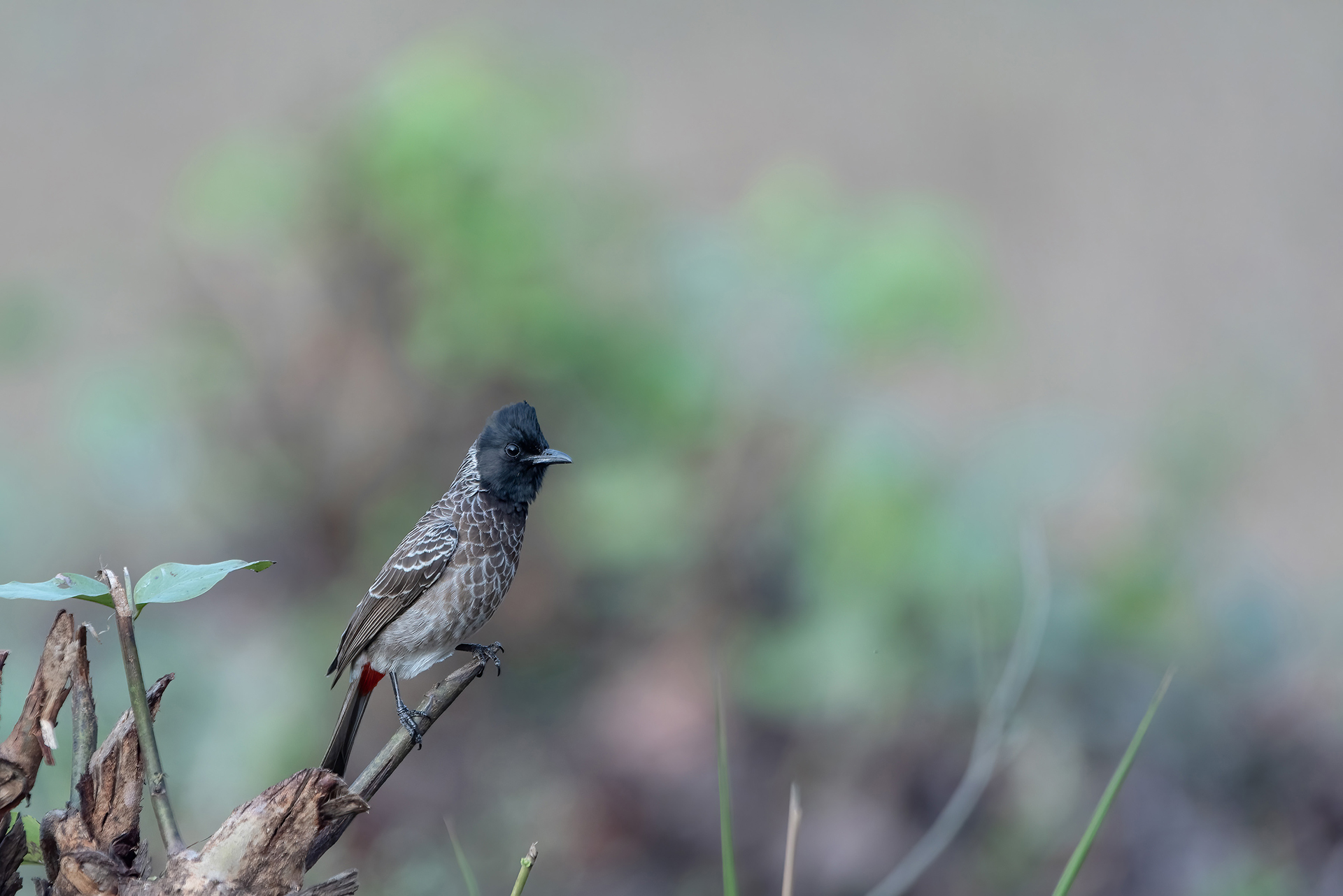 Ele_CA11294-Edit.jpg