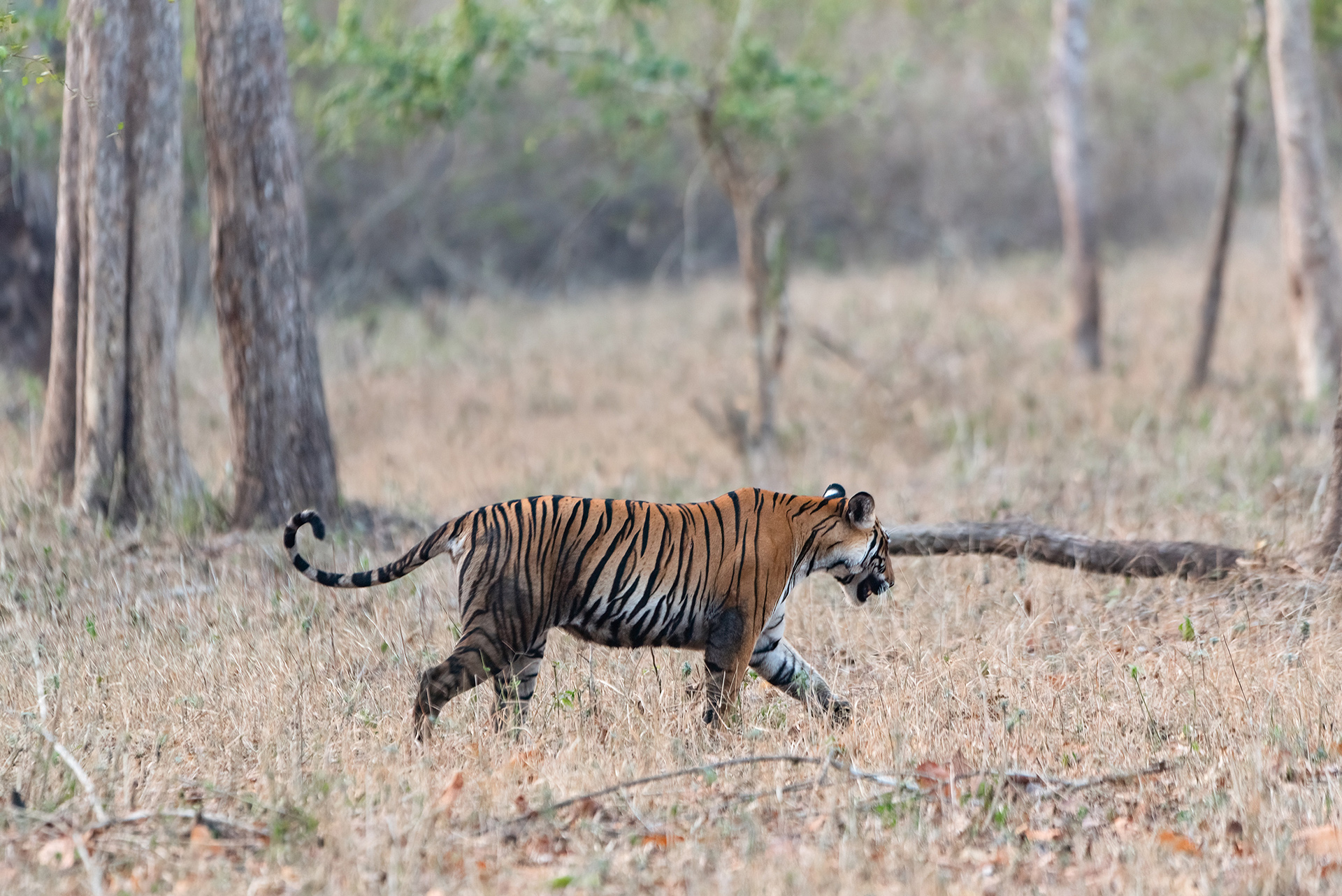 Ele_CA12113-Edit.jpg