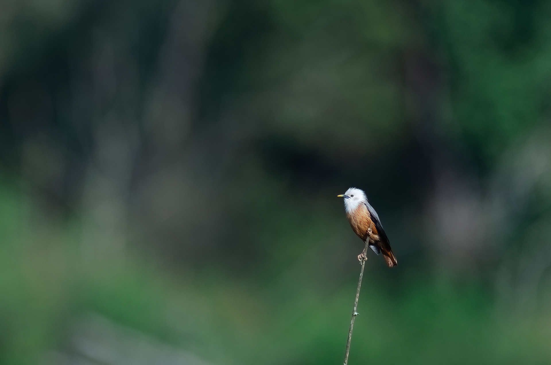 Ele_DSC0269-Edit.jpg