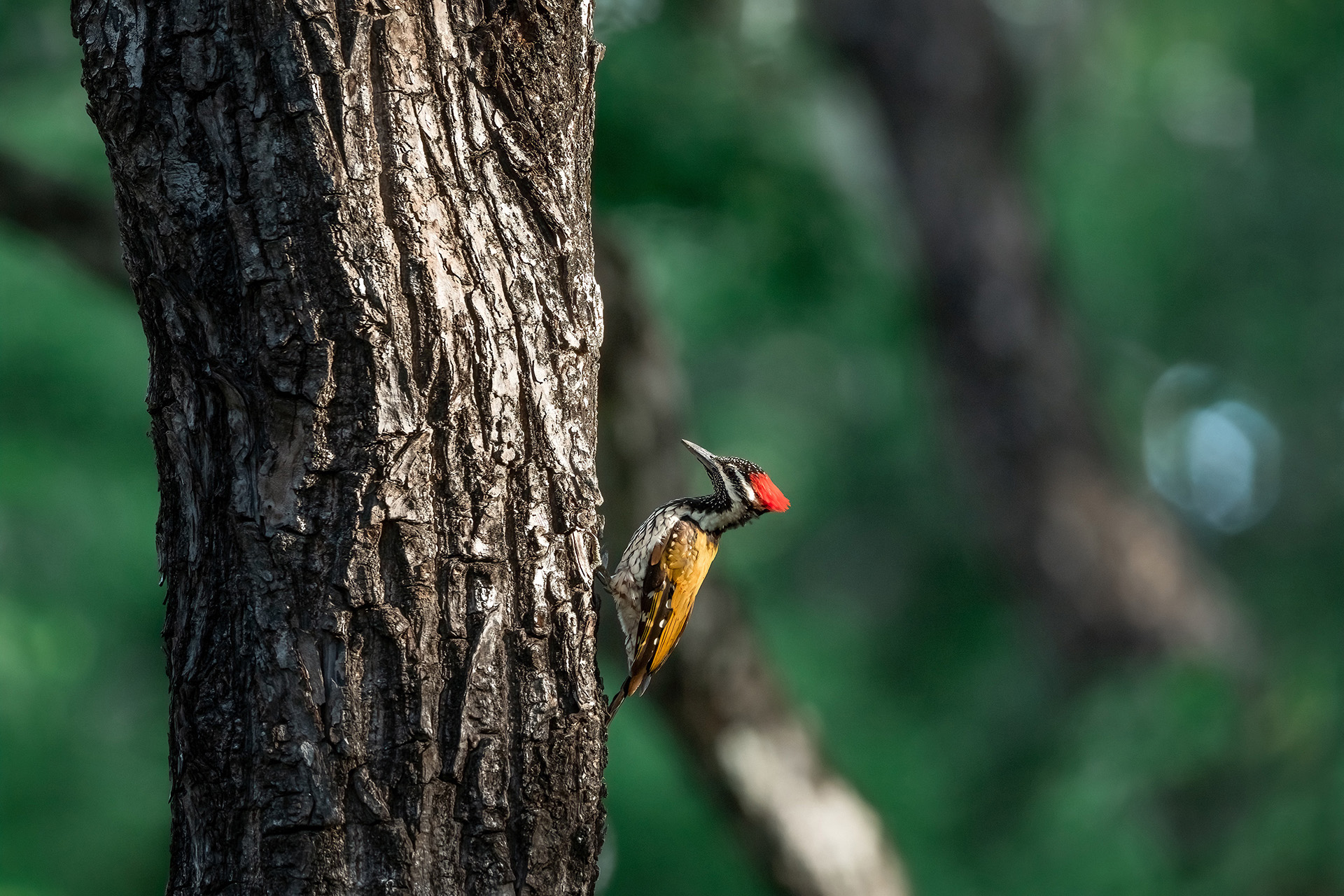 Ele_DSC1664-Edit.jpg