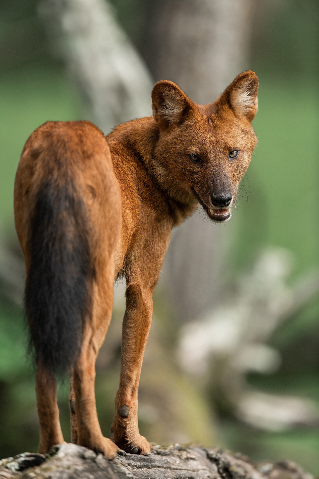 Ele_DSC2846-Edit.jpg