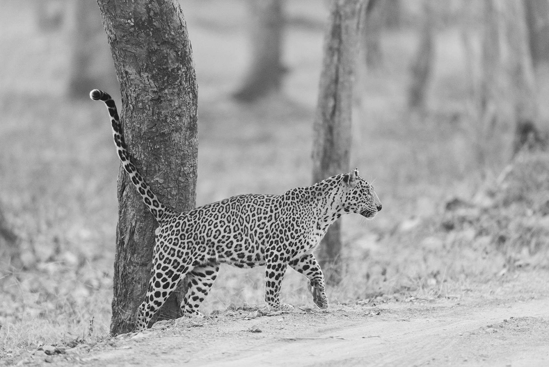 Ele_DSC8080.jpg