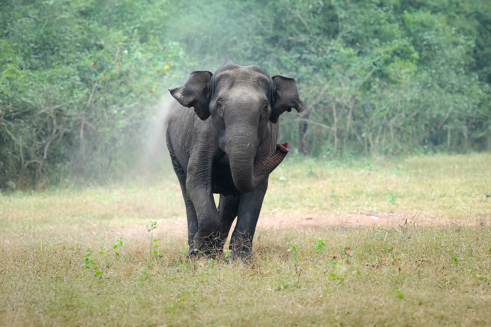 Elephant_New-2.jpg