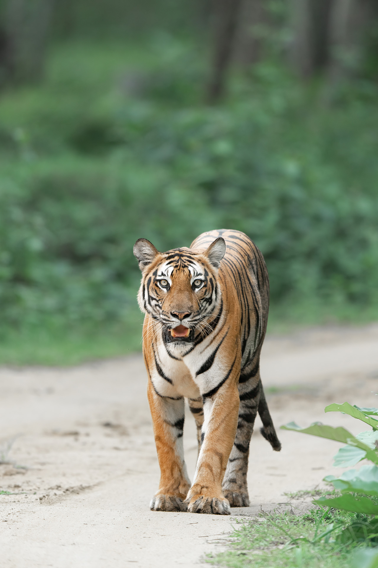 _DSC1866-Edit-2.jpg