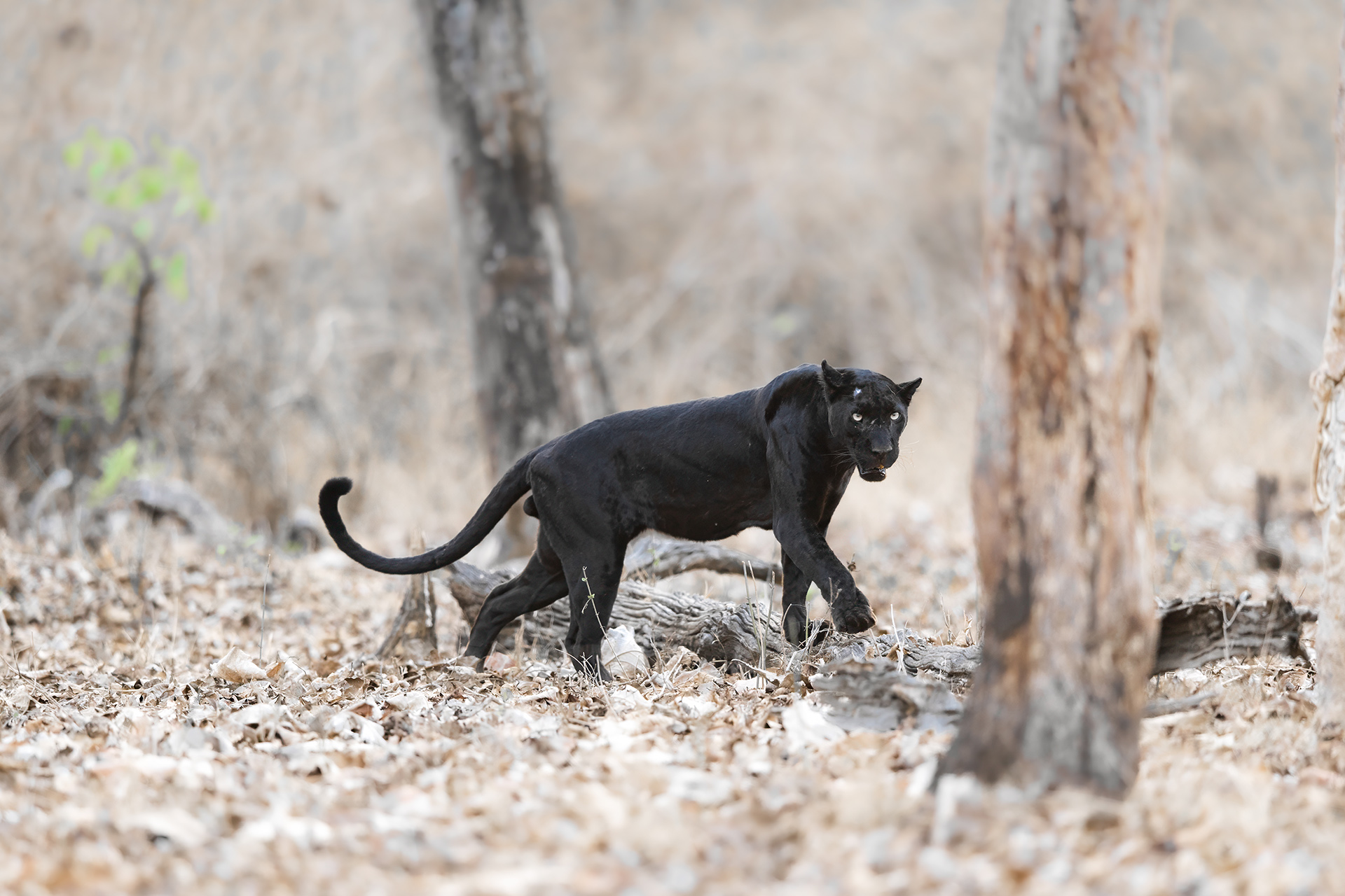 _DSC3857-Edit-3.jpg